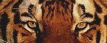 (image for) Tiger Eyes